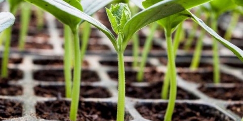 Zašto sadnice krastavca savijaju listove